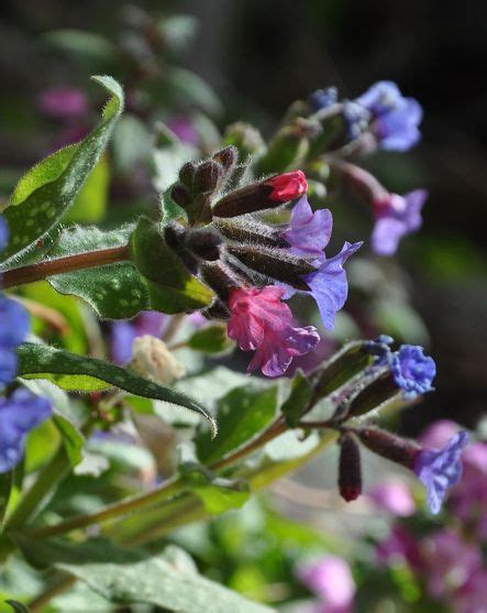 Great Perennials For Shade All Of Them Deer Resistant Deer