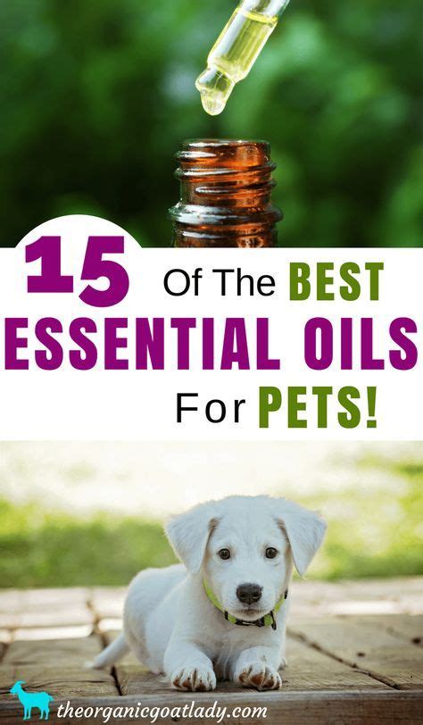 15 Of The Best Essential Oils For Pets Aromatherapy Recipes Essential