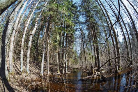 The Flood Of The River In The Forest With Tall Pine Trees In The Spring
