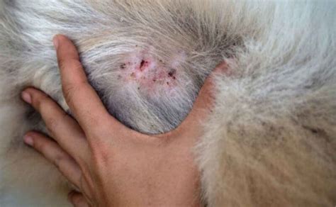 What Every Dog Owner Should Know About Skin Lumps And Bumps In Dogs