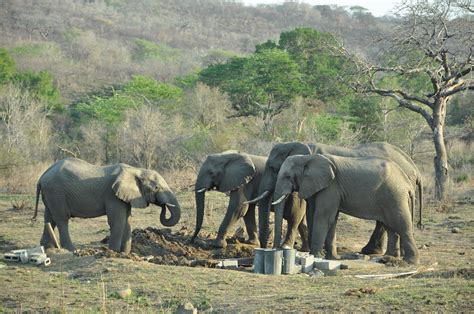 Elephants Hluhluwe Umfolozi National Park South Africa Flickr