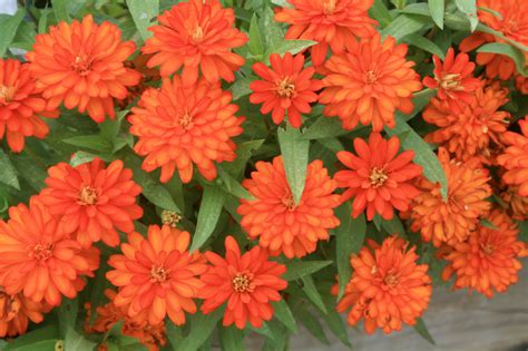 Plant Zahara Zinnia For Long Lasting Color Mississippi State