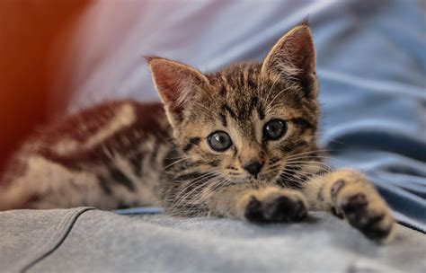 Little Kitten Free Stock Photo Public Domain Pictures