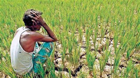 Monsoon Sowing Rise But Farmers Worry In Gujarat