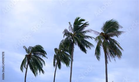 Palms At Hurricane Foto De Stock Adobe Stock