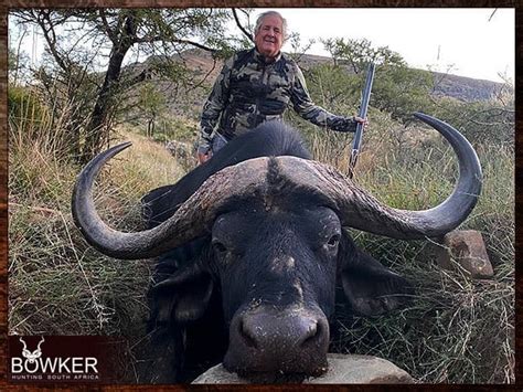 Cape Buffalo Hunting In South Africa Includes Video