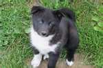 Puppies and dogs for sale in usa on puppyfinder.com. Karelian Bear Dog Puppies for Sale from Reputable Dog Breeders