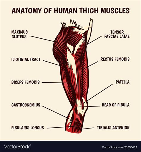 Anatomy Human Thigh Muscles In Vintage Style Vector Image