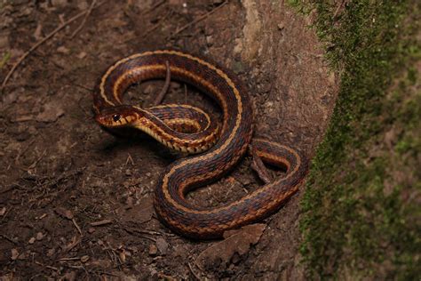 A Very Red Eastern Garter Snake Thamnophis Sirtalis Sirtalis R