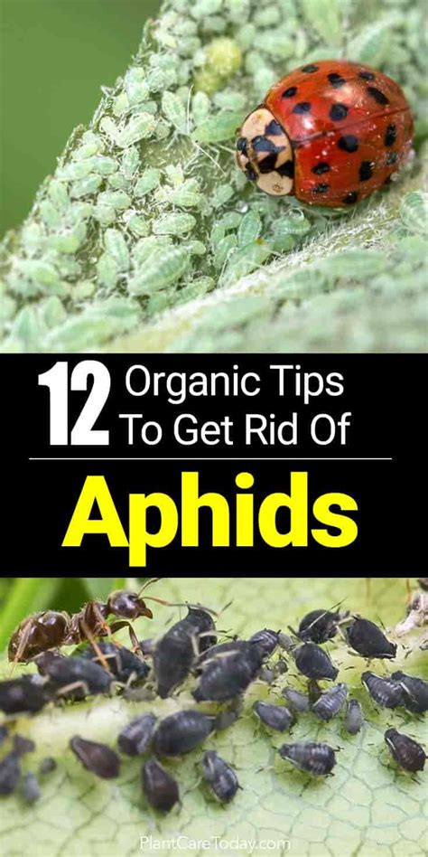 12 Ways To Kill And Get Rid Of Aphids Make House Cool