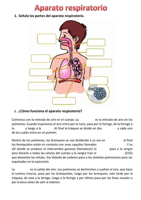 Ejercicio Interactivo De El Aparato Respiratorio Para Cuarto Puedes Hacer Los Ejercicios Online