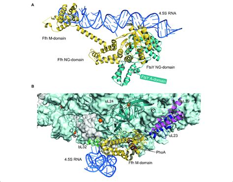 Structures Of The Srp Ftsy Complex And The Srp Ribosome Complex A
