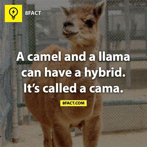A camel and a llama can have a hybrid. it's called a cama. ~ 8FACT