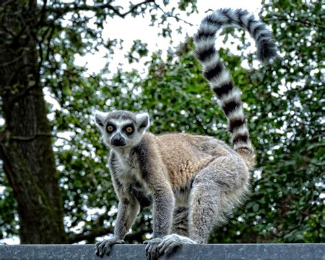 Free Images Watch Wildlife Zoo Mammal Fauna Primate Lemur Catta