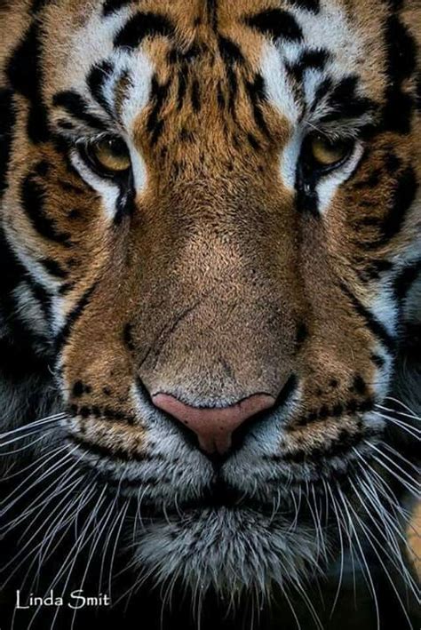 Pin By Zlata Moljk On Big Catscubs Scary Animals Wild Cats Big Cats