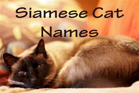 101 Most Popular Siamese Cat Names In 2023 Cat Mania