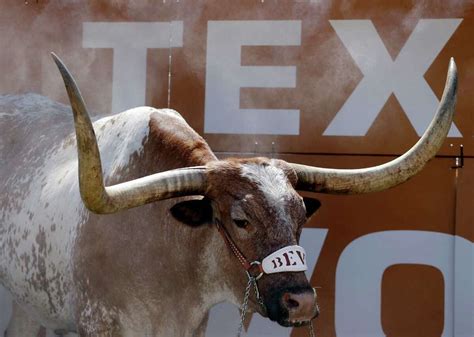 Bevo Xv Makes His Debut 100 Years After The First Bevo Went To A Ut