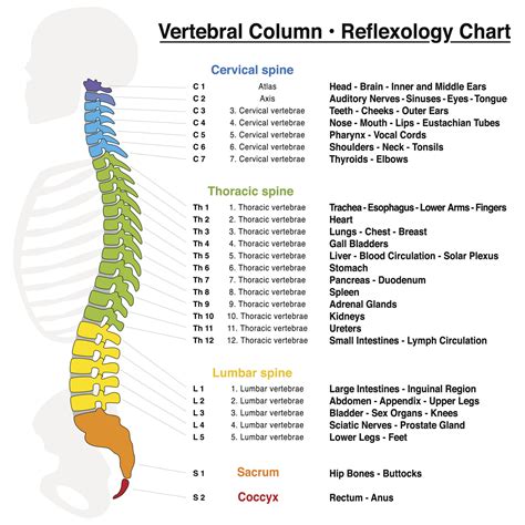 What Vertebrae Are Responsible For What Ask A Chiropractor
