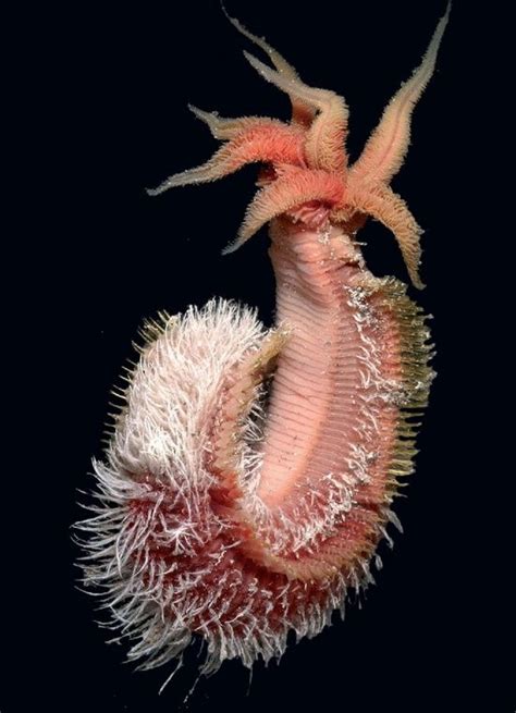 This Strange Looking Creature Is The Pompeii Worm A Deep Sea Creature