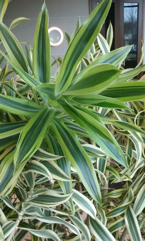 Fresh flower guarantee · satisfaction guarantee · same day delivery Pin by Plants & Flowers on House Plants Care | Tropical ...