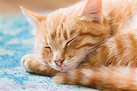 Why Do Cats Sleep So Much? 5 Facts About Sleeping Cats - Catster