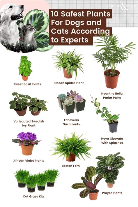 Houseplants That Are Safe For Your Pets Artofit