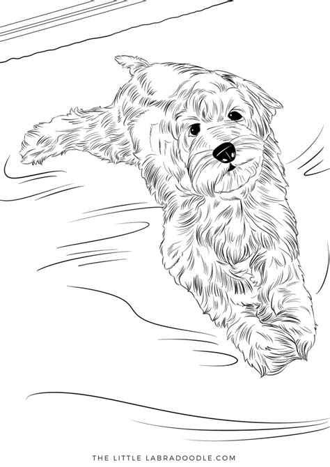 Golden Doodle Coloring Page