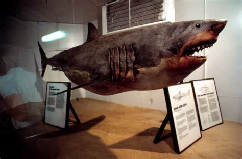 Florida Memory Great White Shark On Display At Sea World Orlando