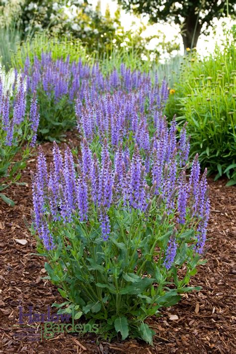 Blue Hills Sage Salvia For Sale At Harlow Gardens Tucson Sun Garden