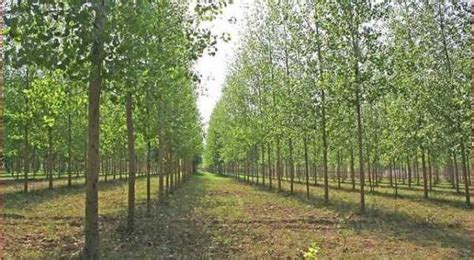 Trees make our world a beautiful place. Poplar Tree Farming Information Guide | Agri Farming