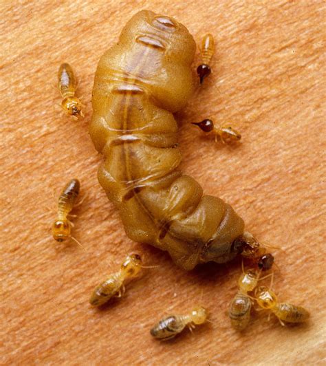 Termite Anatomy Structure Termites Info