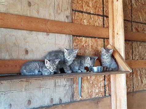 Barn Kittenscuteness Overload Raww