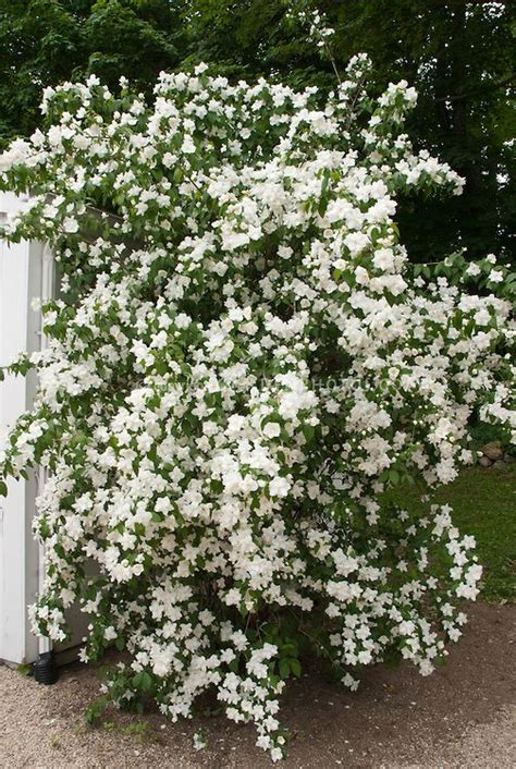 Garden Bushes With White Flowers Premium Photo White Flowers Spiraea