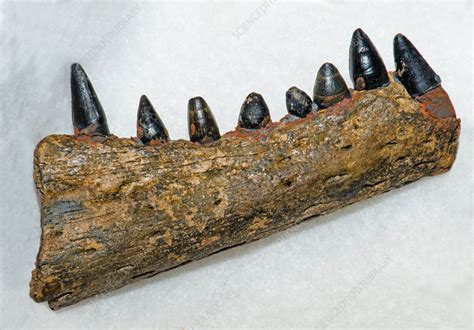 Alligator Jaw Fossil Stock Image C0285717 Science Photo Library