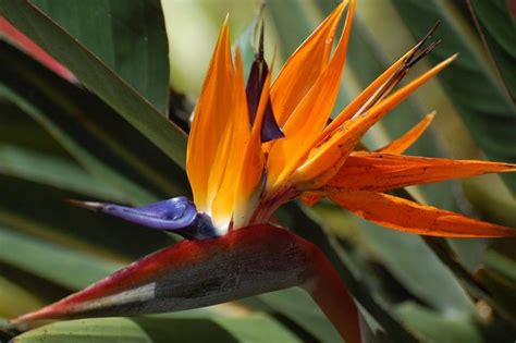 If you're in search of the best wallpaper birds of paradise, you've come to the right place. 73+ Wallpaper Birds Of Paradise on WallpaperSafari