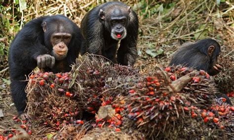 Chimpanzees In West Africa Observed Indulging In Habitual Drinking