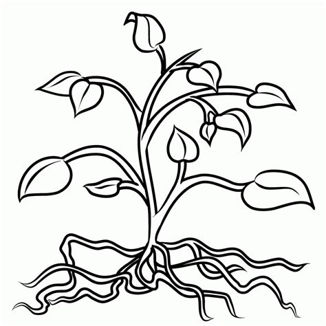 Plant Coloring Page Coloring Home