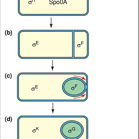 Pdf Sporulation Of Bacillus Subtilis