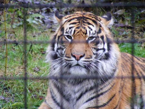 Fabi The Sumatran Tiger At Chester Zoo 30 December 2009 Zoochat