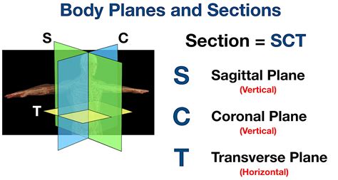 Sagittal Coronal And Transverse 3 Anatomical Planes O