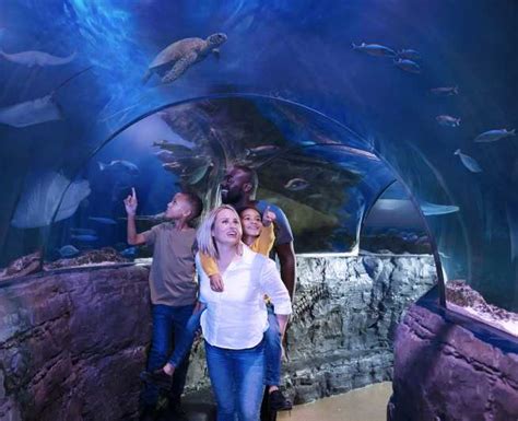 Ingresso Generale Al Sea Life Charlotte Concord Aquarium Getyourguide