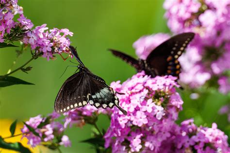 Spicebush Swallowtails A R Photography Flickr