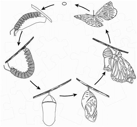Coloring Butterfly Life Cycle Picture