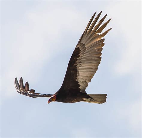 Lesser Yellow Headed Vulture Tulum Mexico Michael Brooks Flickr