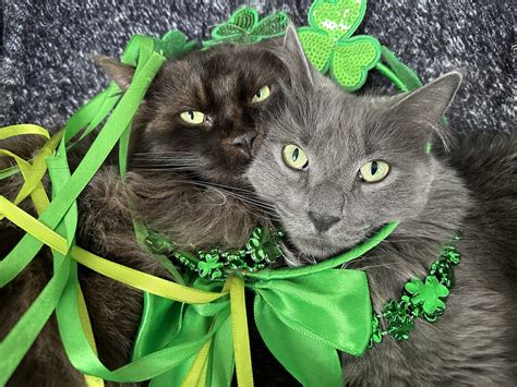 ☘️🐾🐾🐾🐾youre Lucky Im Purrfect☘️🐾🐾🐾🐾 Meow