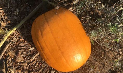 How To Grow Pumpkins For Perfect Pies Epic Gardening
