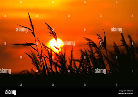 Golden Sunset Through The Reed Stock Photo Alamy