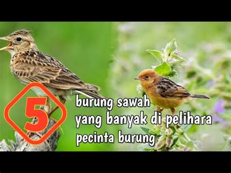 5 Burung Sawah Yang Banyak Di Pelihara Pecinta Burung Di Indonesia - Servyoutube