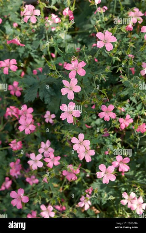 Geranium Endressii Pink Flowers Stock Photo Alamy