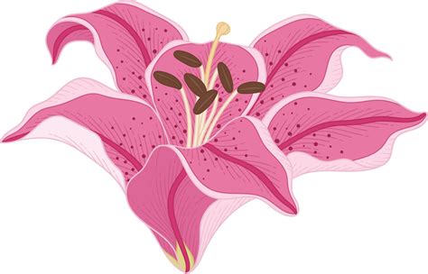 Hand Drawn Pink Lily Flower 8478119 Png
